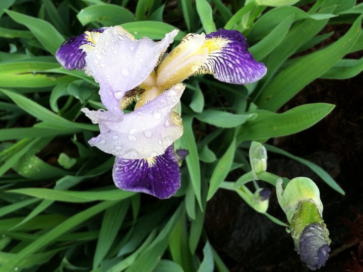iris