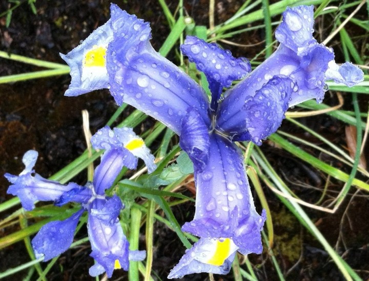 iris 