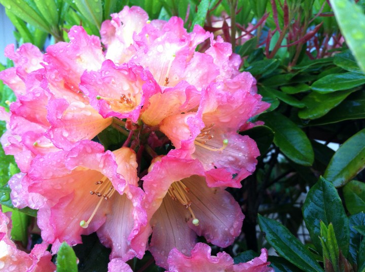 rhododendron