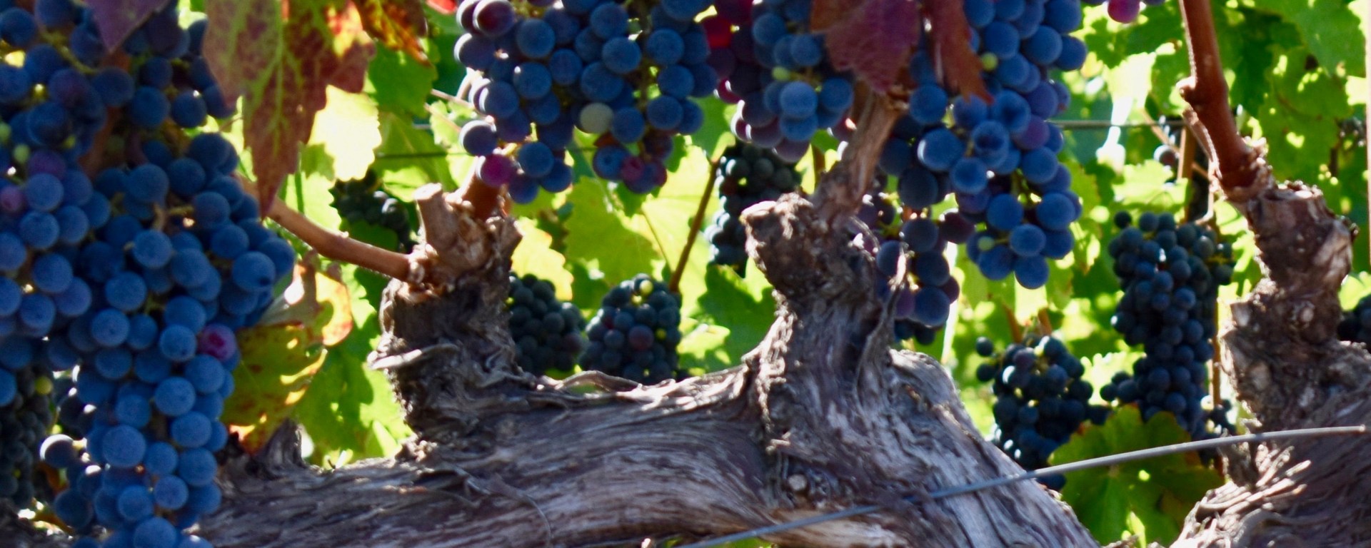 vine with branches and grapes
