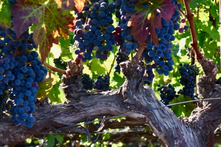 vine with branches and grapes