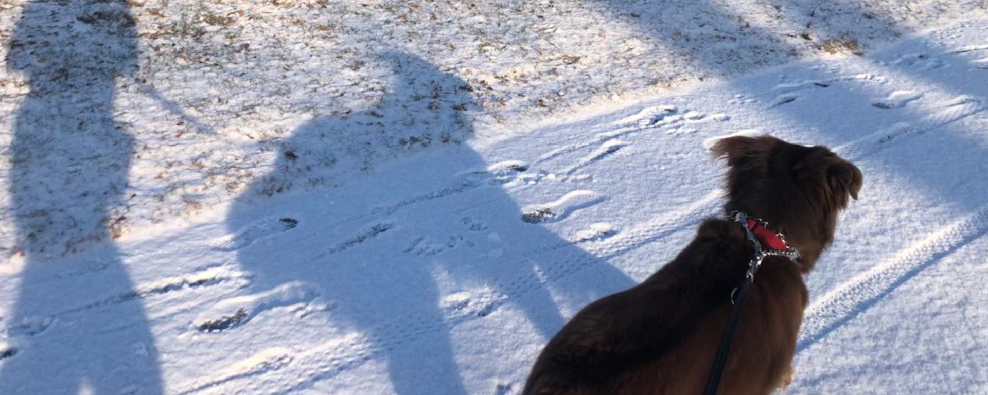 shadows of my dog and me running in the snow