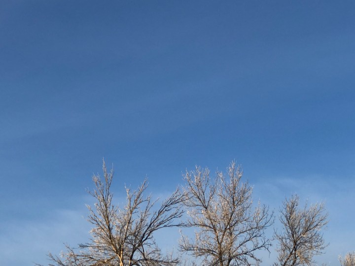 sky and branches