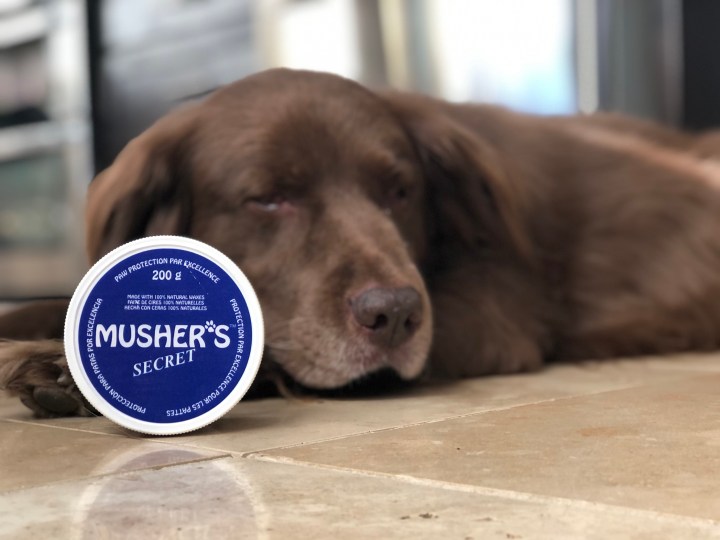 Leo with Musher's Secret