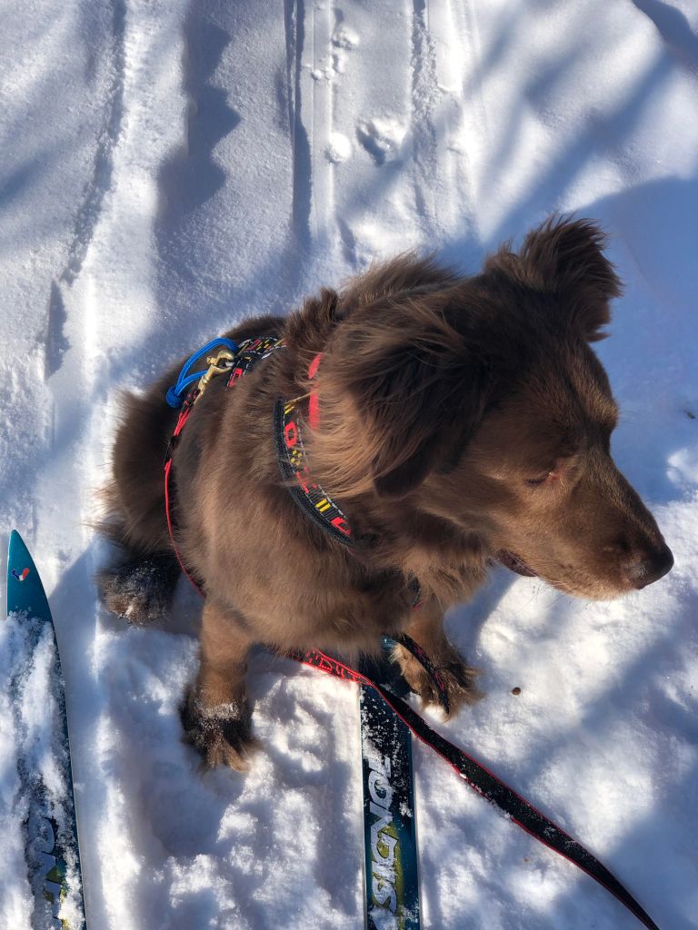 This image has an empty alt attribute; its file name is skijoring-leo-02192021.jpg